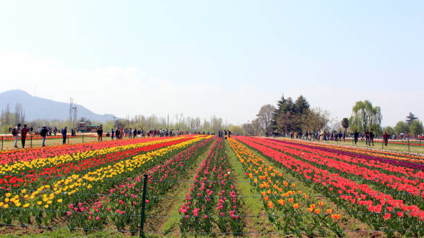 Indira Gandhi Memorial Tulip Garden