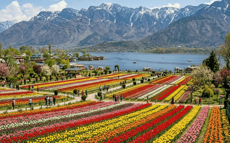 Vibrant Tulip Garden in Kashmir